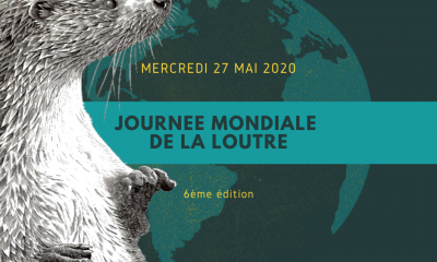 Journée mondiale de la Loutre 27 mai 2020