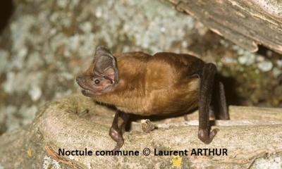 Noctule commune - Laurent Arthur