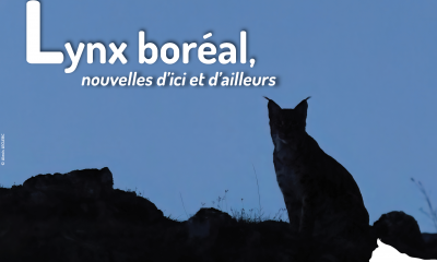 Lettre d'actualités "Lynx boréal, nouvelles d'ici et d'ailleurs"- n°14