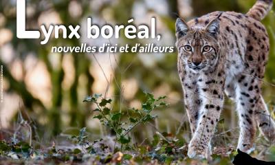 Lettre_Actus_Lynx_22_juin2025_SFEPM_vignette