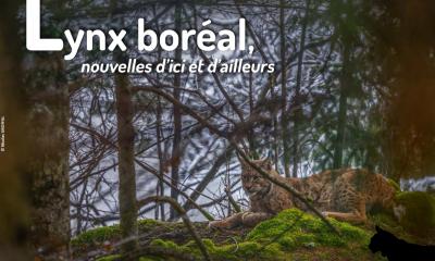 Lettre_Actus_Lynx_24_dec2025_SFEPM_vignette