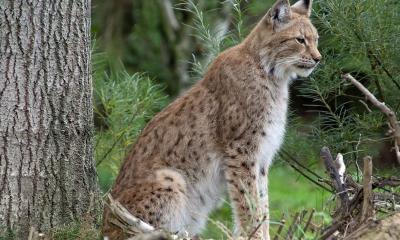 Lynx boréal - Jo Stolp de Pixabay