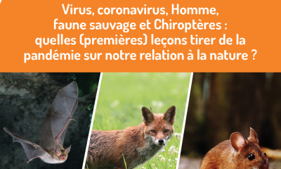 Réflexions de la SFEPM : Virus, coronavirus...