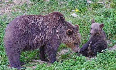 Ours brun - Marcel Langthim de Pixabay