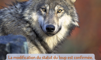 Loup gris