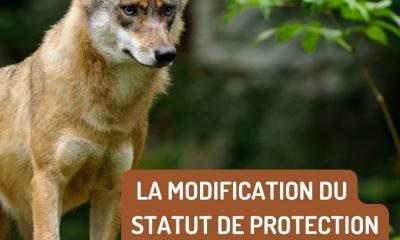 Loup gris © Christian König
