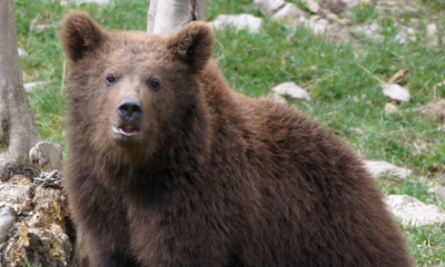 Ours brun - photo tirée de la pétition sur MesOpinions.com