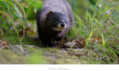 Vison d'Europe © Matthieu Berroneau (Blog Défi Ecologique)