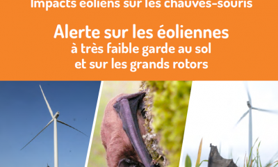 Impacts éoliens sur les chauves-souris