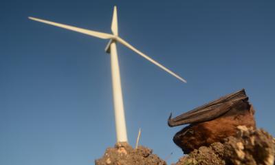 Cadavre d’une noctule commune trouvée au pied d’une éolienne © Laurent Arthur