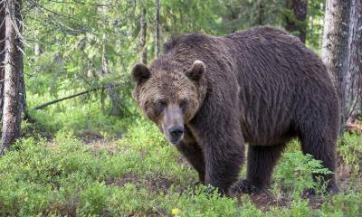 Ours brun - LTapsaH de Pixabay