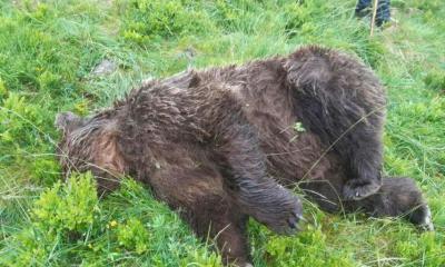 Le cadavre de l’ours, un jeune mâle de 4 ou 5 ans, a été découvert dans une zone escarpée, près du cirque de Gérac, à 1 800 m d’altitude, le 9 juin. HANDOUT / AFP