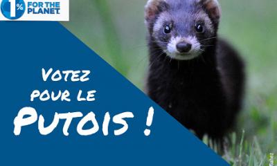 Votez pour le putois (photo Fabrice Cahez)