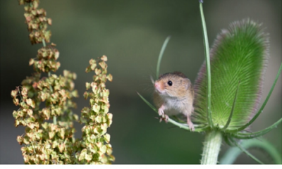 Rat des moissons - photo extraite du blog Défi-Ecologique