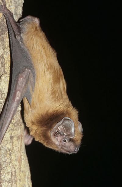 Grande noctule © Laurent Arthur Grande noctule