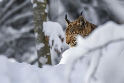 Lynx boréal © Audren Morel