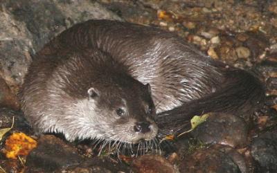 Porte-clés Bébé Animaux - Un bébé loutre regarde timidement la