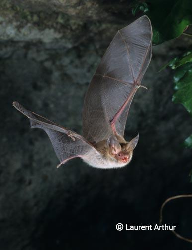 Chauve souris Murin de Bechstein