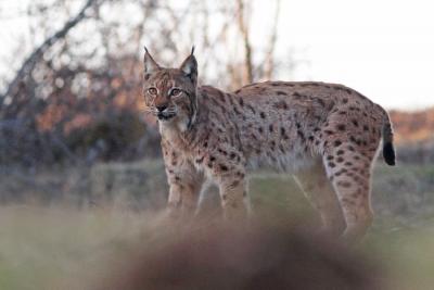 Lynx boréal © Julien Arbez