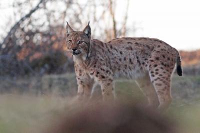 Lynx boréal © Julien Arbez Lynx boréal © Julien Arbez