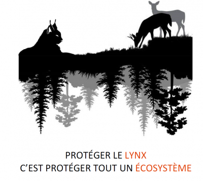 Lynx&Ecosysteme