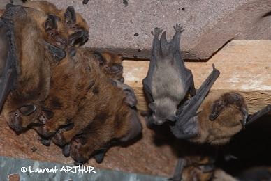 Colonie de maternité de Pipistrelles communes dans un grenier. Colonie de maternité de Pipistrelles communes dans un grenier.