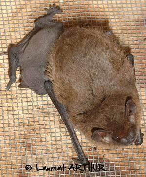 Sos Chauves Souris Sfepm