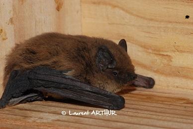 Pipistrelle de Kuhl en centre de soins Chauve-souris en centre de soins