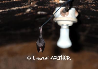 Petit rhinolophe endormi dans une cave chez un particulier.