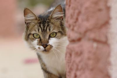 Chat domestique - Laurent Rouschmeyer