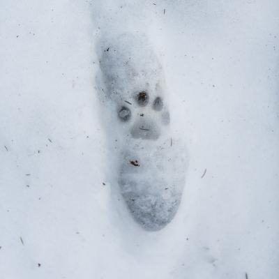 Empreinte d'un lynx sur celle d'un homme © Antoine Rezer Empreinte d'un lynx sur celle d'un homme © Antoine Rezer