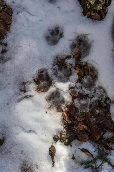 Empreintes et crottes de Lynx boréal © Antoine Rezer Empreintes et crottes de Lynx boréal © Antoine Rezer