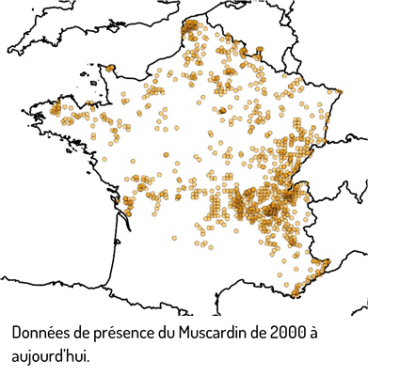 OpenObs, données disponible dans le SINP Carte-repartition-muscardin