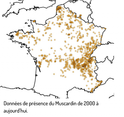 Carte-repartition-muscardin