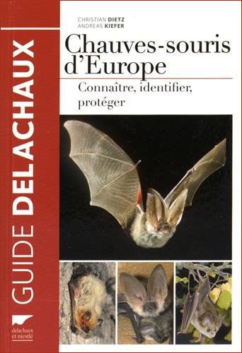 Chauve-souris-europe