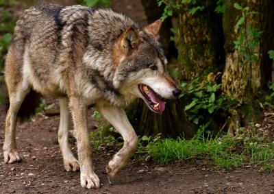 Image par Alexas_Fotos de Pixabay Loup