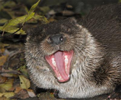 Loutre d'Europe - Rachel Kuhn