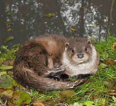 Loutre d'Europe - Rachel Kuhn Loutre d'Europe - Rachel Kuhn