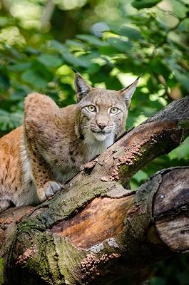 Lynx par Skeeze de Pixabay Lynx par Skeeze de Pixabay