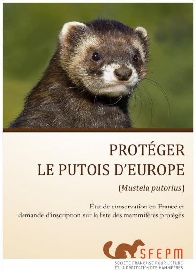 Dossier "Protéger le Putois d'Europe"